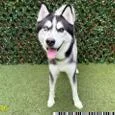 A young large-sized male Black Husky dog named Bowie for adoption in West Palm Beach, FL