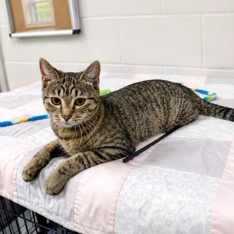 A young small-sized female Gray / Blue / Silver Domestic Short Hair cat named Bia for adoption in Hopkinton, MA