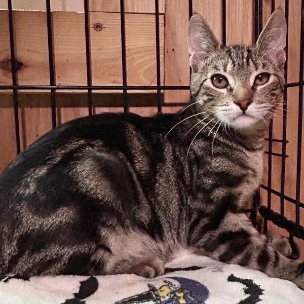 A baby medium-sized male Gray / Blue / Silver Domestic Short Hair cat named Gil for adoption in Concord, NH
