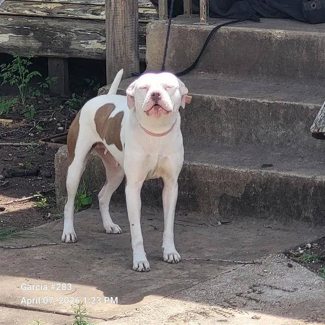 A young medium-sized female American Staffordshire Terrier dog named Sassy for adoption in San Antonio, TX