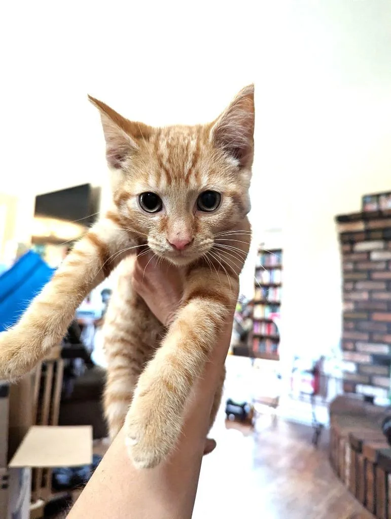 A baby small-sized male Domestic Short Hair cat named Melon for adoption in Pitman, NJ