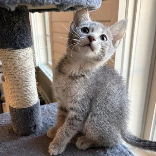 A baby small-sized female Tabby (Gray / Blue / Silver) Domestic Short Hair cat named Victoria for adoption in Knoxville, TN