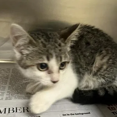 A baby small-sized female Gray / Blue / Silver Domestic Short Hair cat named Squirrel for adoption in Winston-Salem, NC