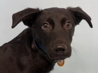 A baby small-sized male Mixed Breed dog named Guy for adoption in Golden Valley, MN