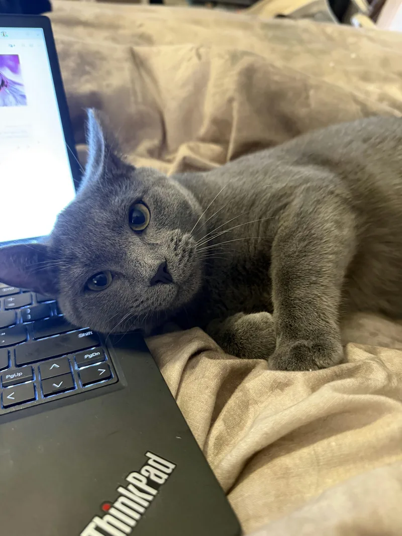 A baby medium-sized male Gray / Blue / Silver Domestic Short Hair cat named Mint Chocolate Chip for adoption in Houston, TX