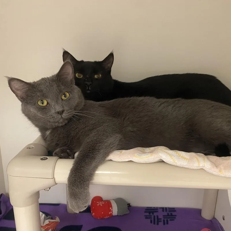 An adult large-sized male Gray / Blue / Silver Domestic Medium Hair cat named Pixie for adoption in Toledo, OH