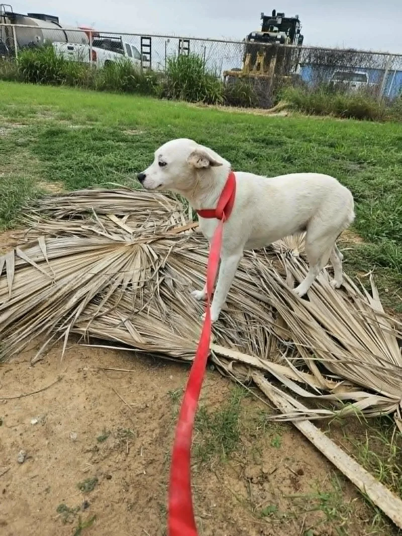 A young small-sized female White / Cream Mixed Breed dog named Cotton for adoption in Paramus, NJ