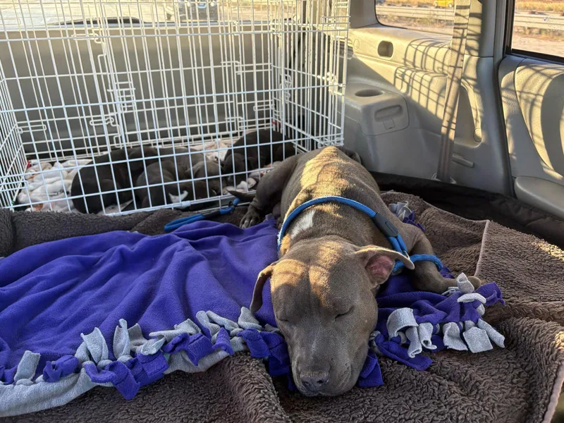 Valentine thumbnail 2