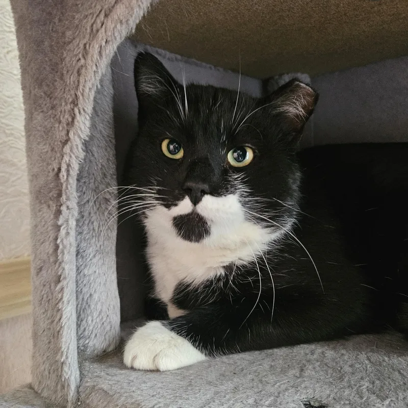 An adult large-sized male Black & White / Tuxedo Domestic Short Hair cat named Stache for adoption in White Marsh, MD