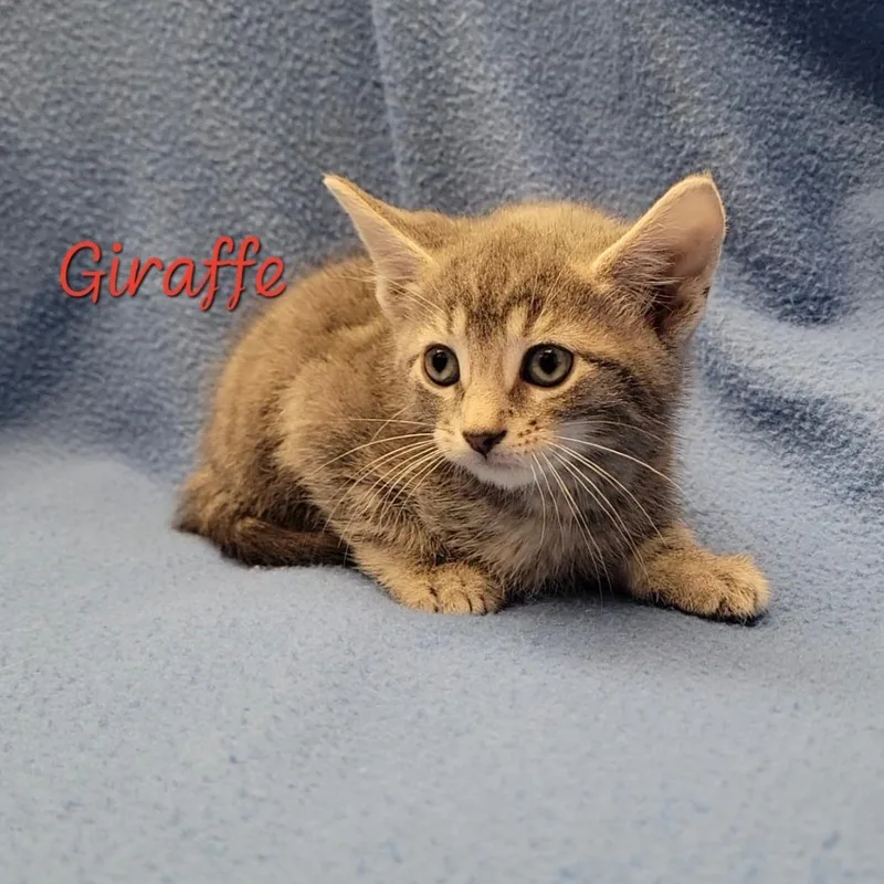 Giraffe thumbnail 2