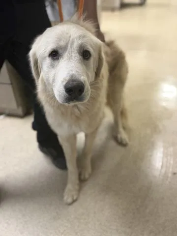 A young large-sized male Great Pyrenees dog named Lionel for adoption in Riverside, CA