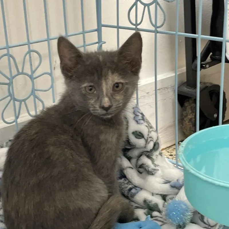 A baby small-sized female Tortoiseshell Domestic Short Hair cat named Coconut for adoption in Brownsboro, AL