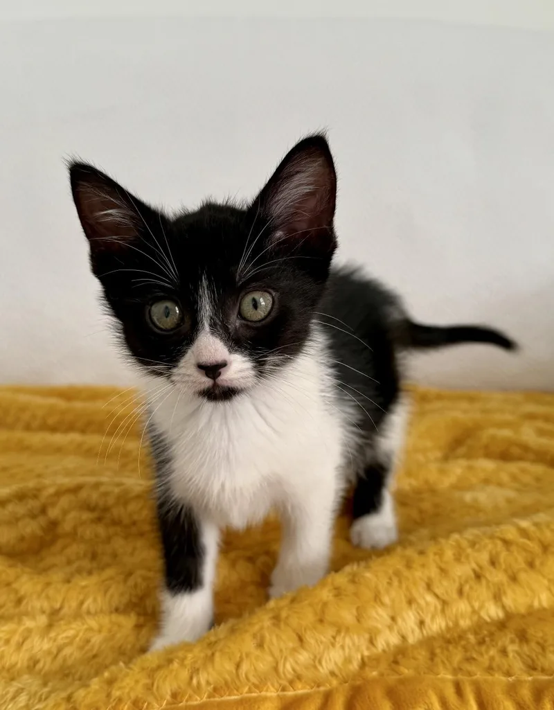 A baby small-sized male Black & White / Tuxedo Domestic Short Hair cat named Wanda and Cosmo for adoption in New Orleans, LA