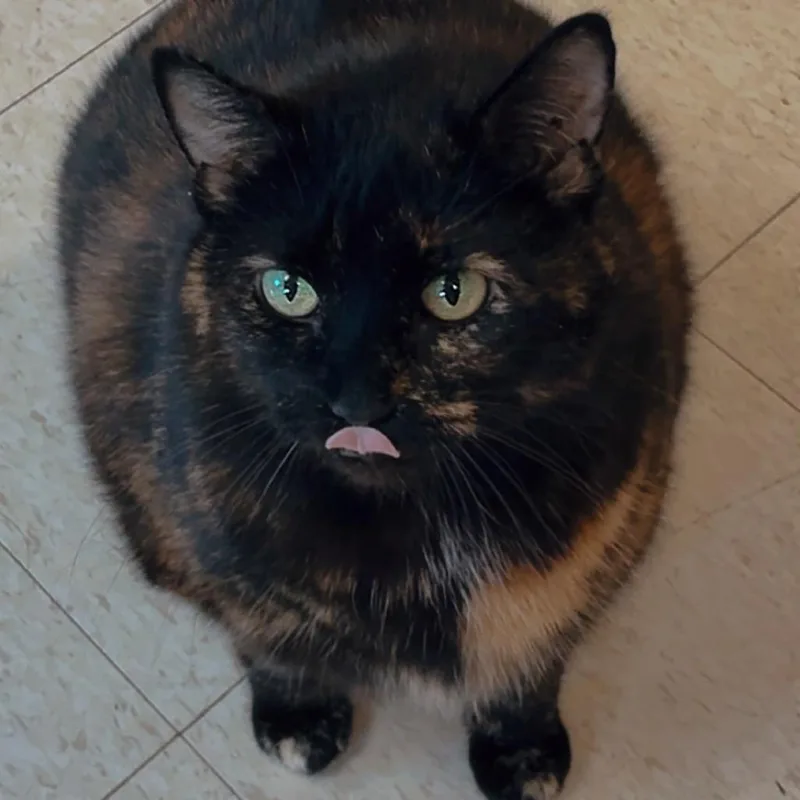 An adult extra large-sized female Black Domestic Short Hair cat named Big Jane for adoption in Milford, IA