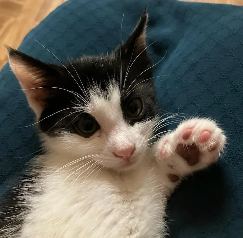 A baby medium-sized male White Domestic Short Hair cat named Solomon for adoption in Wayne, NJ