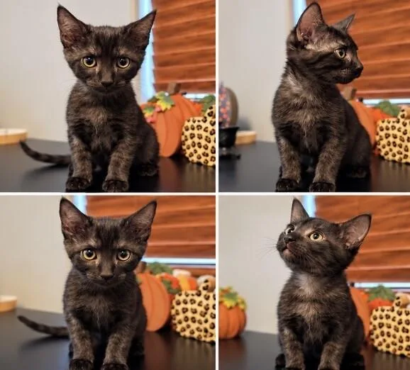 A baby small-sized female Tabby cat named Mercedes Cars Litter 🚘 for adoption in Anthem, AZ