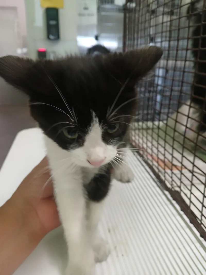 A baby small-sized male Domestic Short Hair cat named Dumpling for adoption in Los Angeles, CA