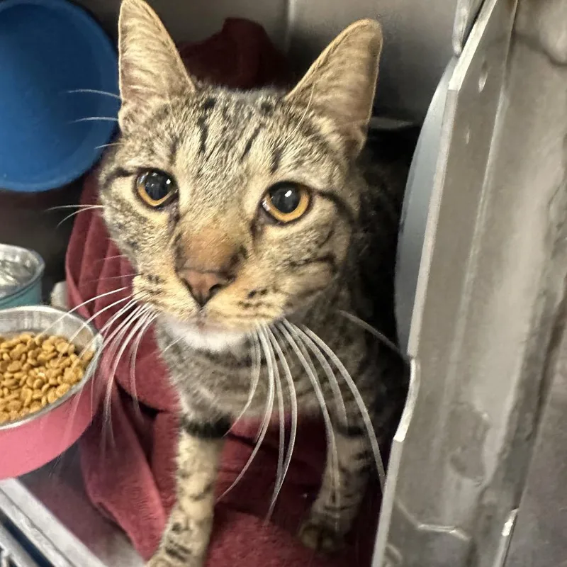 An adult medium-sized female Black Domestic Short Hair cat named Sunny for adoption in Chicago, IL