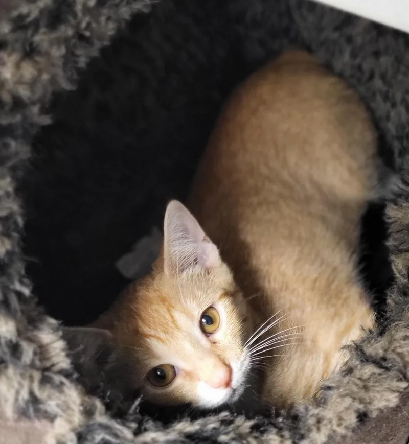 A baby medium-sized female Domestic Short Hair cat named Bell Bing for adoption in Bloomington, IN