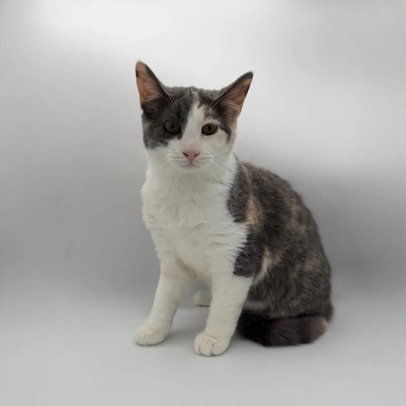 A baby small-sized female Domestic Short Hair cat named Ossuary for adoption in State College, PA