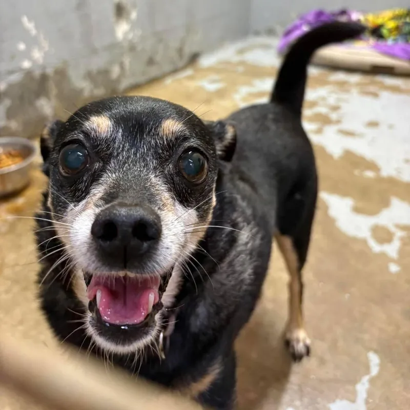A senior small-sized male Black Mixed Breed dog named Jack Black for adoption in Huntington, WV