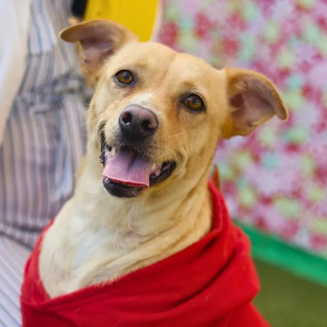An adult medium-sized female Terrier dog named Rita for adoption in San Antonio, TX