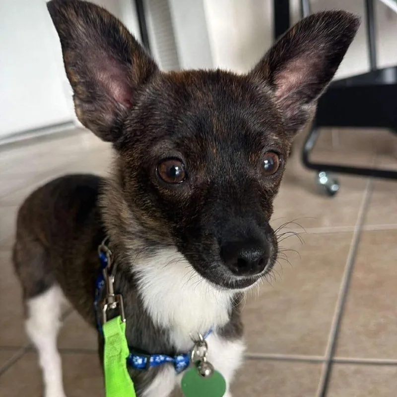 A baby small-sized male Brown / Chocolate Chihuahua dog named Banner for adoption in Tampa, FL