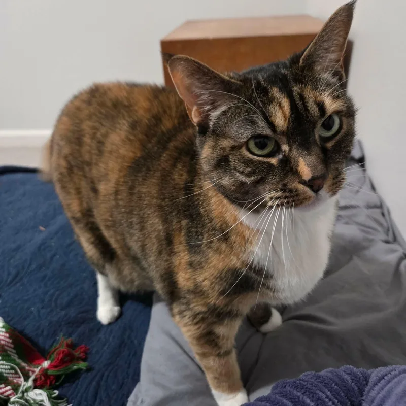 An adult medium-sized female Calico Domestic Short Hair cat named Tammy for adoption in Gladstone, OR