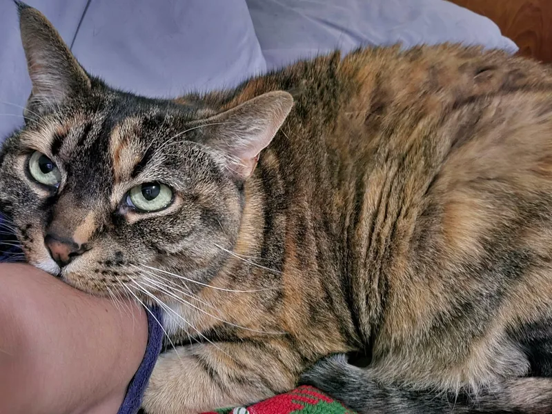 Tammy thumbnail 4