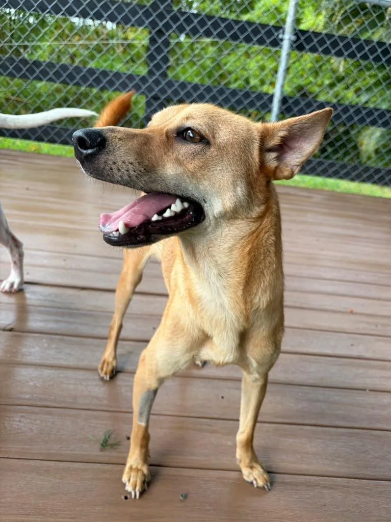 A young medium-sized male Mixed Breed dog named Oly for adoption in Brooklyn, NY