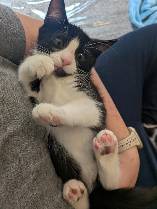 A baby small-sized male Black Tuxedo cat named Othello  Games Litter for adoption in Anthem, AZ