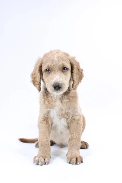 A baby small-sized male Poodle dog named Cheese Curd for adoption in Morton Grove, IL