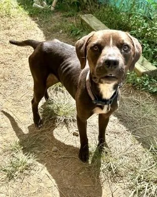 A young medium-sized female Pit Bull Terrier dog named Lavender for adoption in Marshall, NC