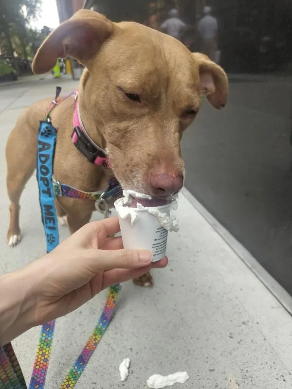 An adult medium-sized female Mixed Breed dog named Mama Coco for adoption in New York, NY