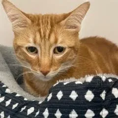 Maximushandsome Gentleman Comes With thumbnail 2