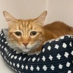 Maximushandsome Gentleman Comes With