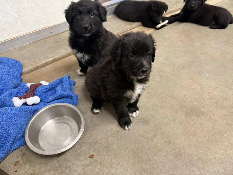 A baby medium-sized male Border Collie dog named Pear for adoption in Phoenix, AZ