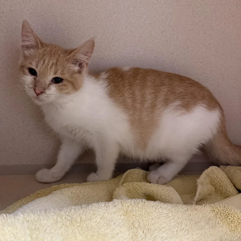 A baby small-sized female Domestic Short Hair cat named Vicky for adoption in Kearney, NE