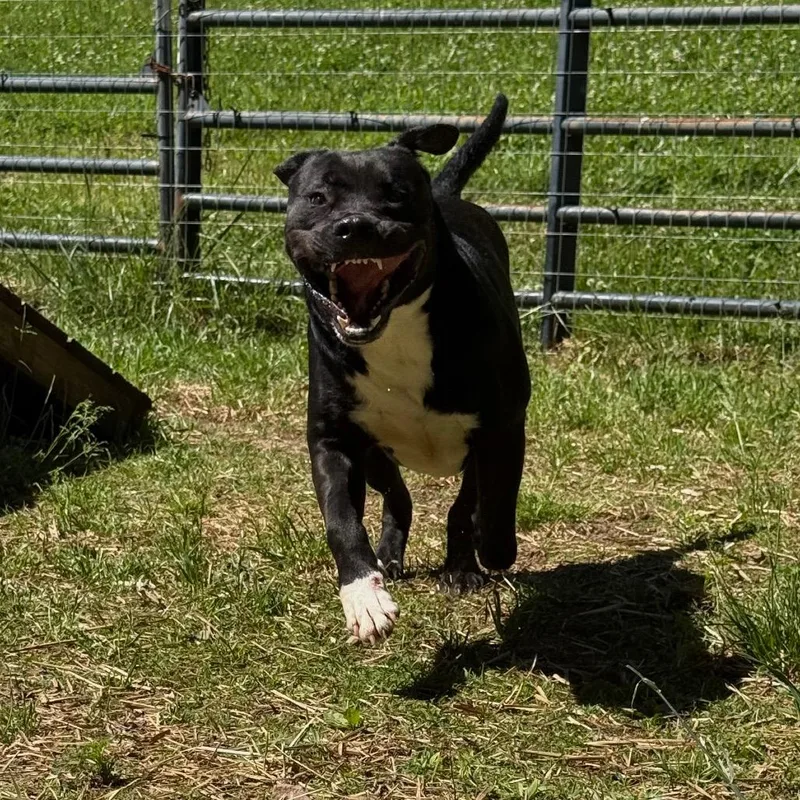 An adult large-sized male Mixed Breed dog named Frosty the snowdog for adoption in Red House, WV