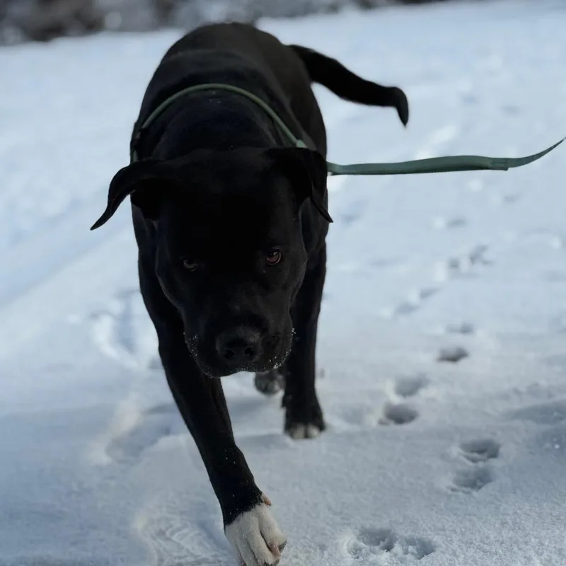 Frosty the snowdog thumbnail 2