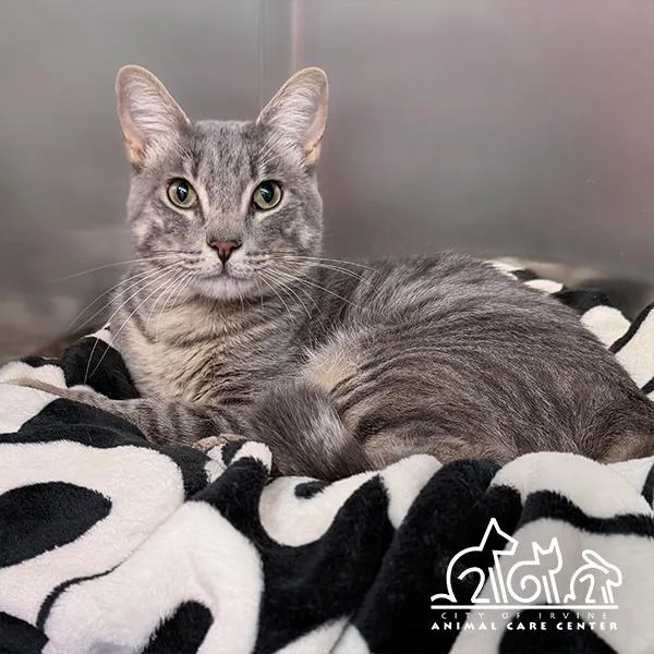 A young small-sized male Domestic Short Hair cat named Gibs for adoption in Irvine, CA