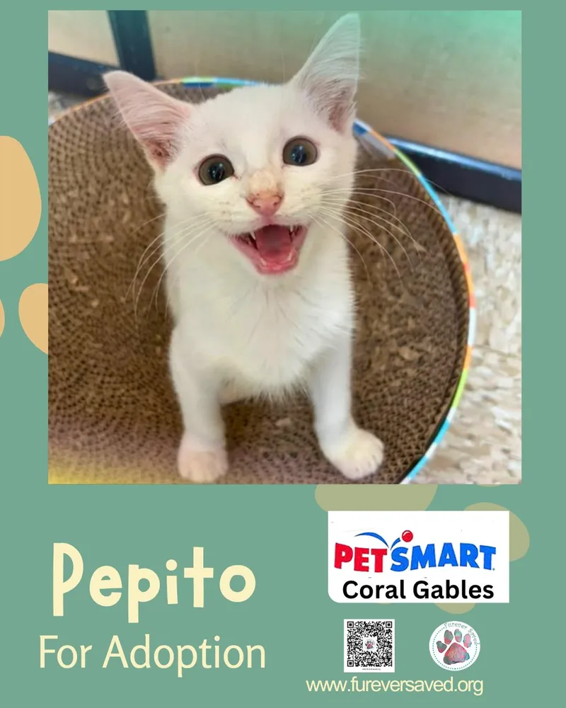 A baby small-sized male White Domestic Short Hair cat named Pepito for adoption in Miami, FL