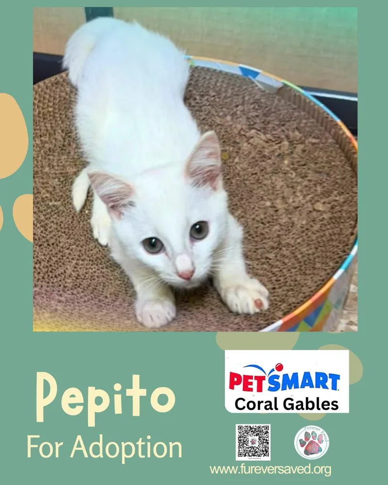 Pepito thumbnail 3