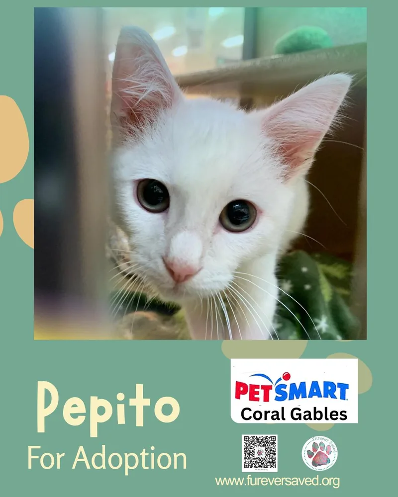 Pepito thumbnail 4