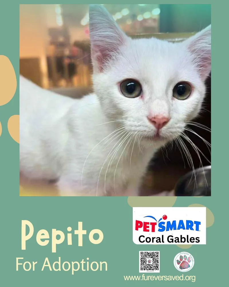 Pepito thumbnail 5