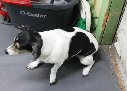 An adult small-sized female Rat Terrier dog named Basil for adoption in Picayune, MS