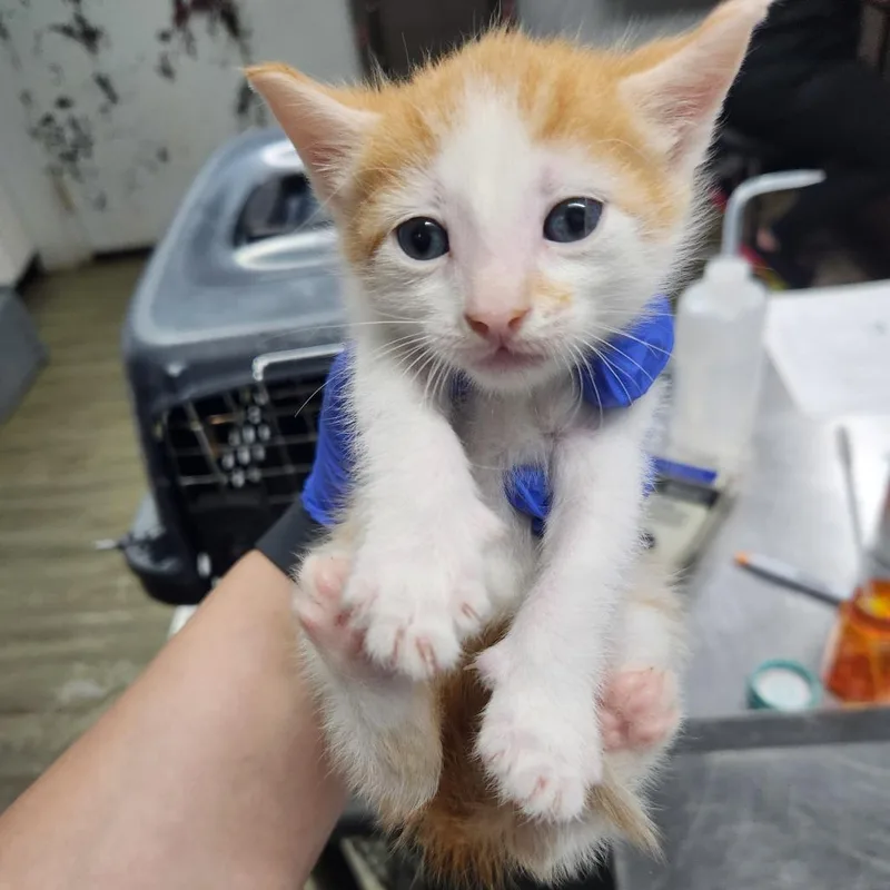 A baby small-sized male Orange / Red Domestic Short Hair cat named Hunter @ Pet Supermarket for adoption in Summerville, SC