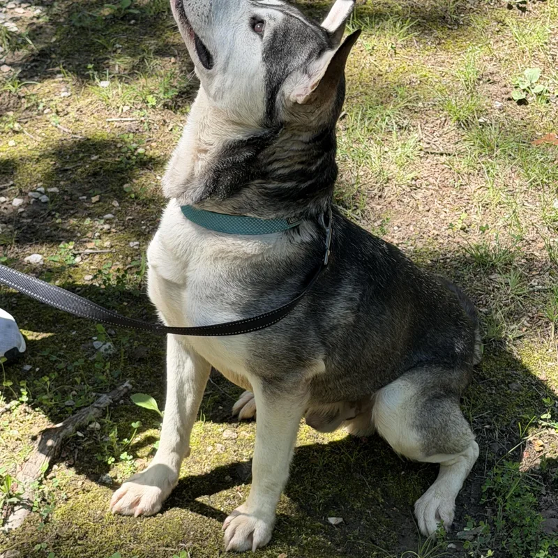 Yoda