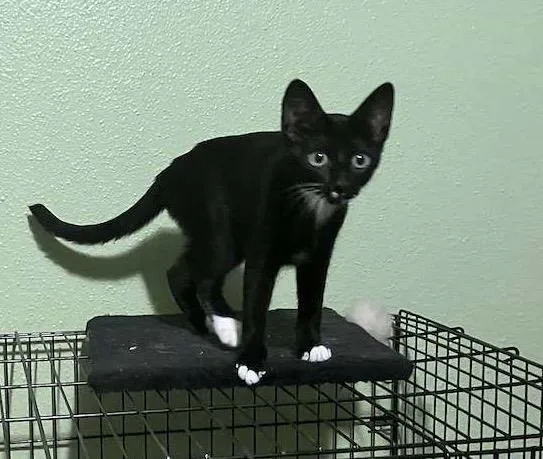 A baby medium-sized female Black & White / Tuxedo Domestic Short Hair cat named Bonnie  Riley Fuzzell for adoption in Spring, TX