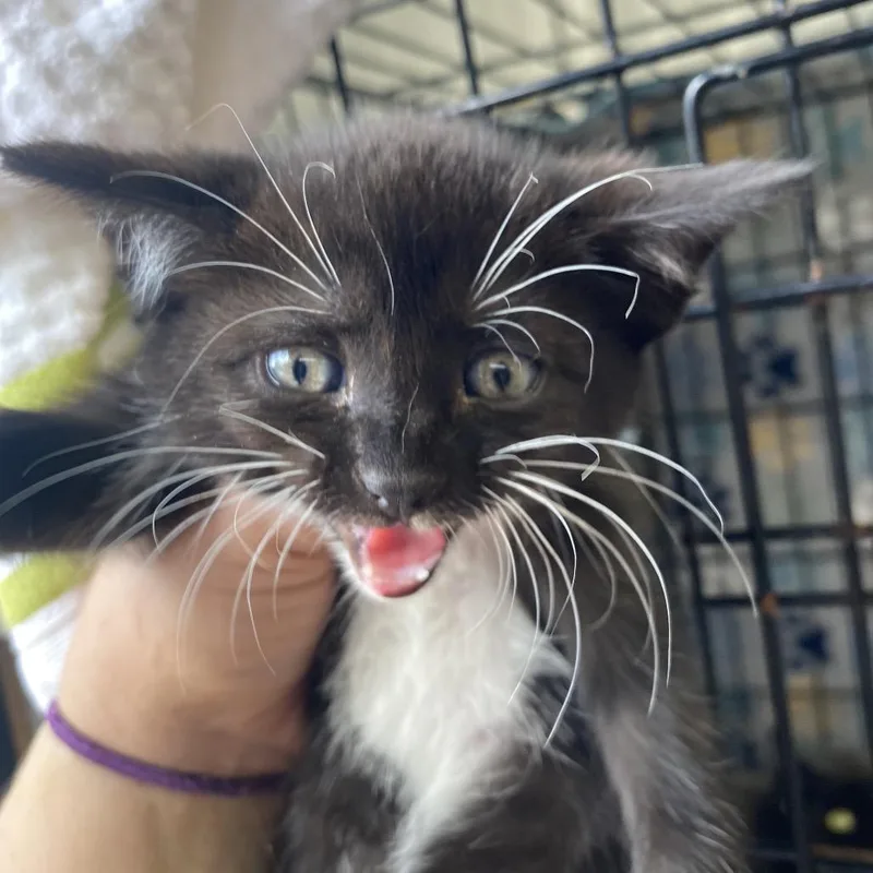 A baby small-sized female Black Domestic Short Hair cat named Lashes for adoption in Blairsville, GA